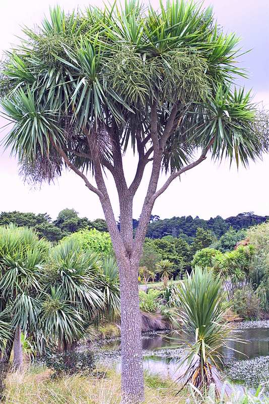 Cordyline australis The University of Auckland